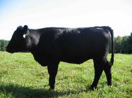 So sánh bò ăn cỏ và bò ăn ngũ cốc