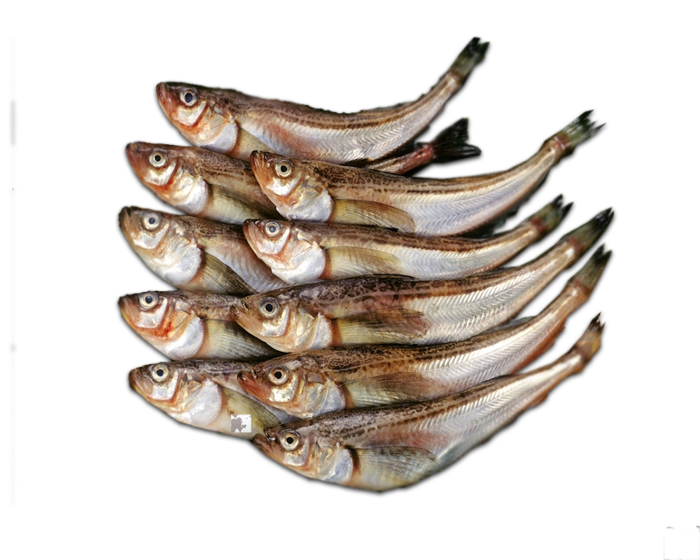 Cá Hata- Hata- Hatahata fish