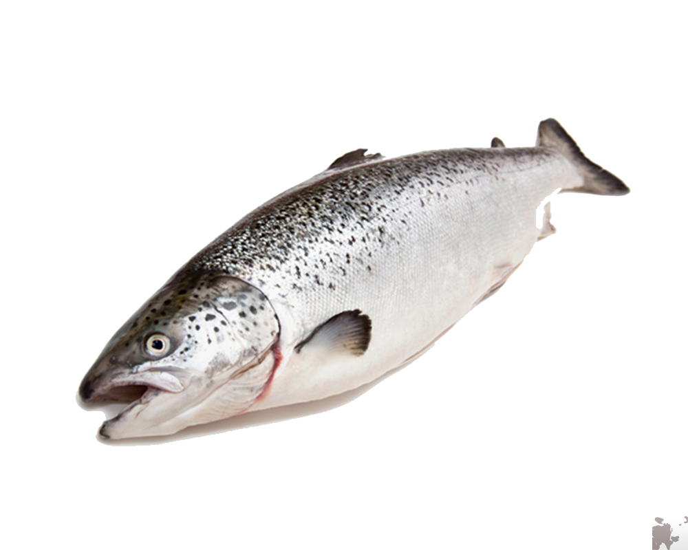 Cá hồi nguyên con- Fresh Whole Salmon