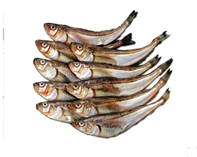 Cá Hata- Hata- Hatahata fish