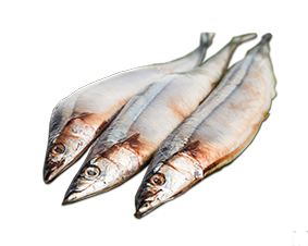 cá Sanma- Sanma