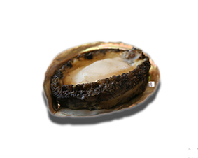 Bào ngư Nhật( ăn gỏi)-Abalone Sashi