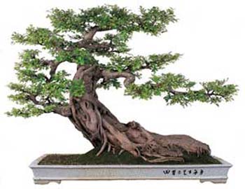 Quy tắc trong nghệ thuật bonsai