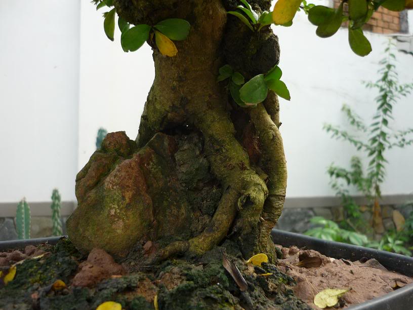 Kỹ thuật ghép rễ Bonsai